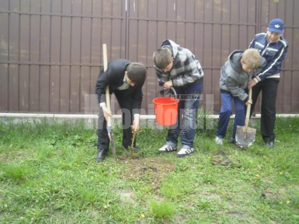 Elevii de la „Miron Costin” au plantat 136 de puieți de brad
