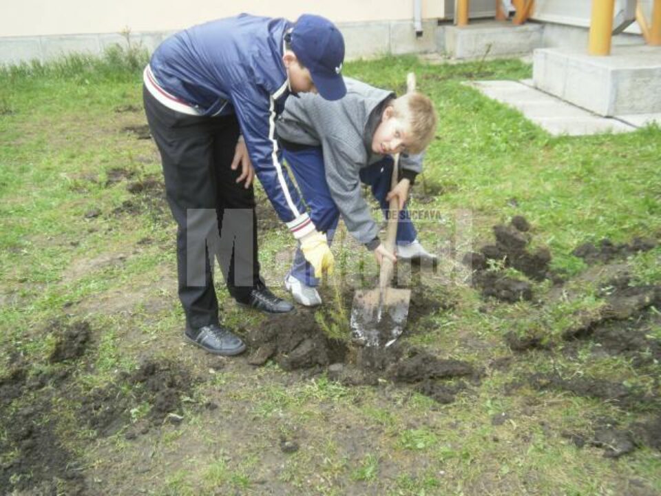 Elevii de la „Miron Costin” au plantat 136 de puieți de brad