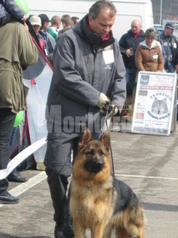 Ciobănesc german în concurs