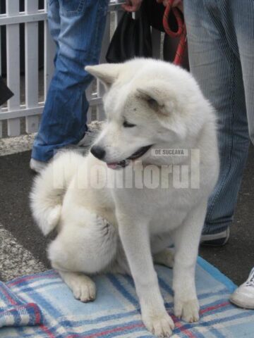 Akita Inu - câinele samurailor