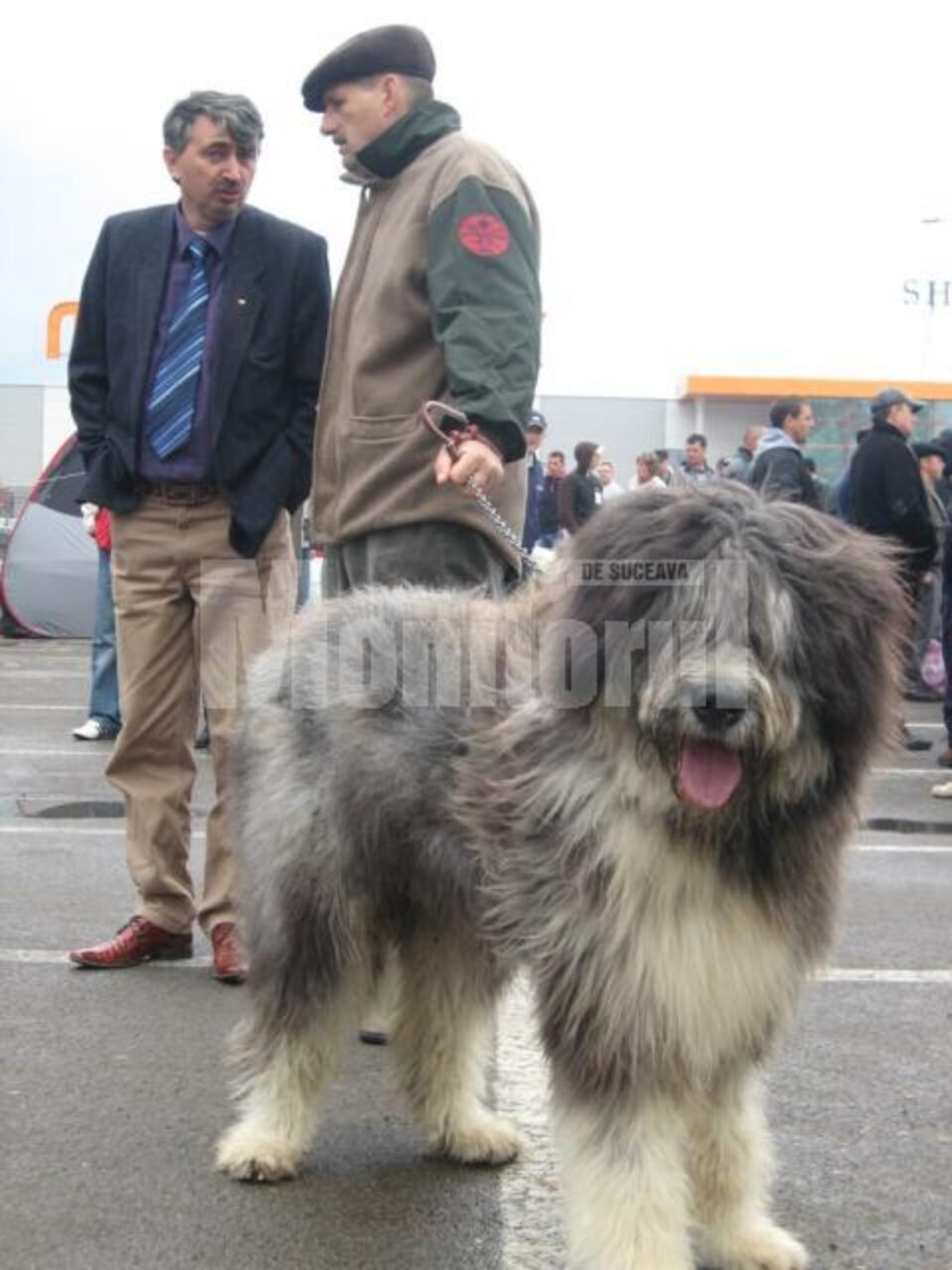 Câinii ciobănești, admirați și temuți în același timp