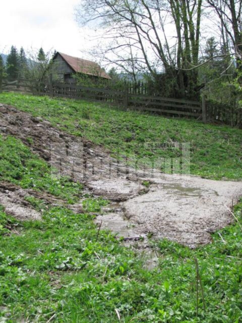 Drumul Izvorul Alb – Rarău este inundat cu dejecții animale pe o porțiune de 40 de metri