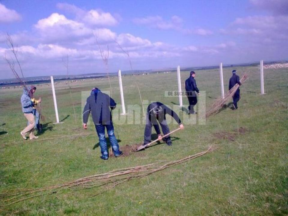 Elevul și „puiul” de arbore, o acțiune inedită la Dumbrăveni