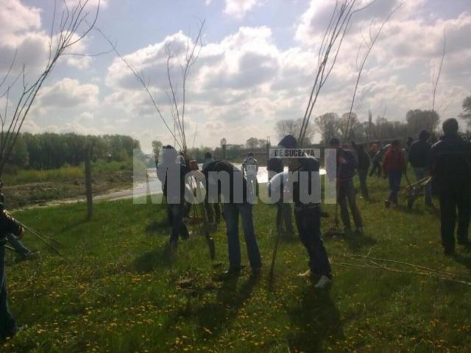 Elevul și „puiul” de arbore, o acțiune inedită la Dumbrăveni