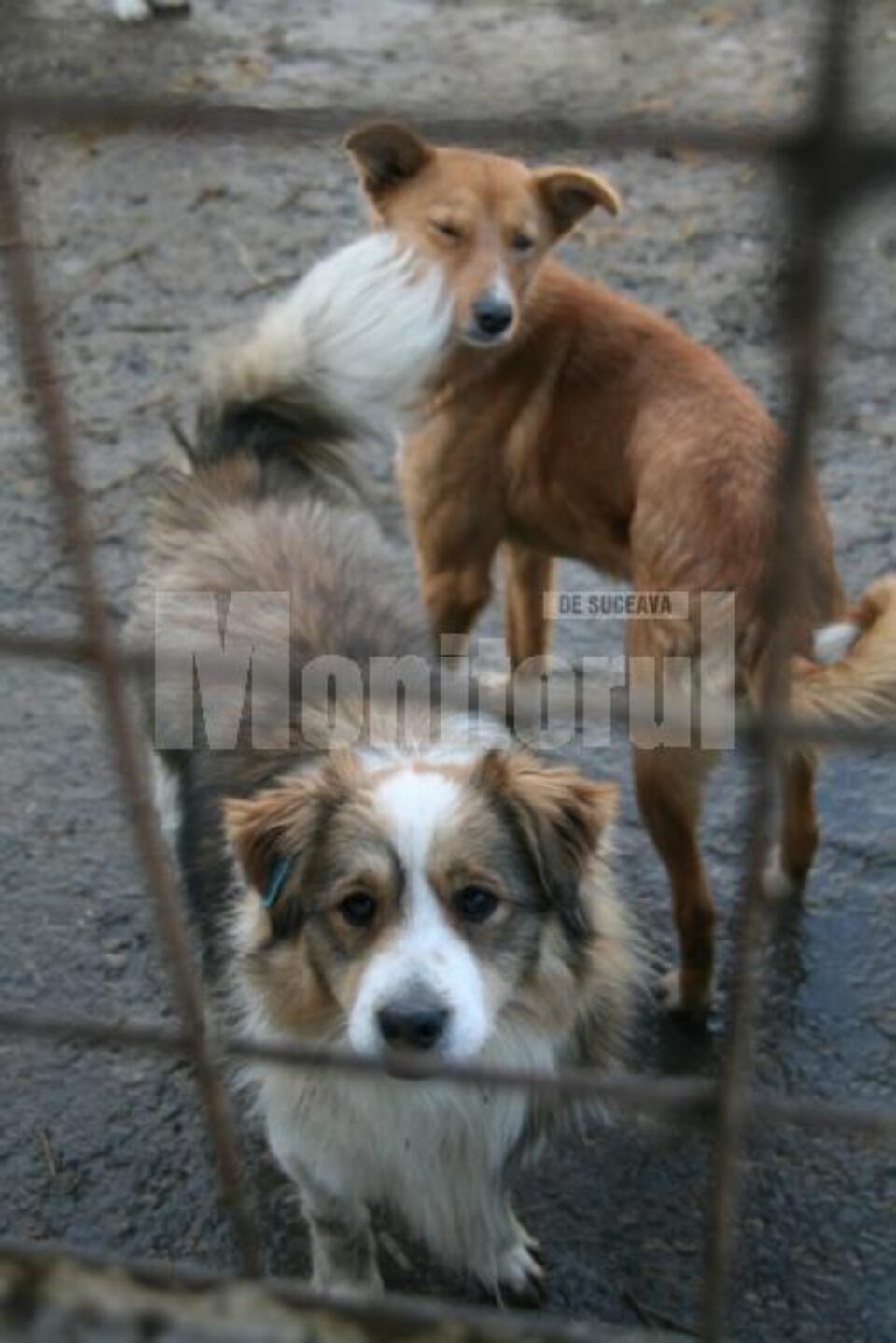 Târgul de adopții de câini și pisici care va avea loc sâmbătă, de la ora 13.00, în parcarea Shopping City Suceava Târgul de adopții de câini și pisici care va avea loc sâmbătă, de la ora 13.00, în parcarea Shopping City Suceava