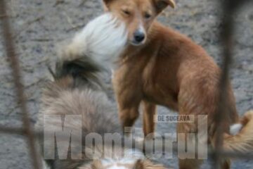 Târgul de adopții de câini și pisici care va avea loc sâmbătă, de la ora 13.00, în parcarea Shopping City Suceava