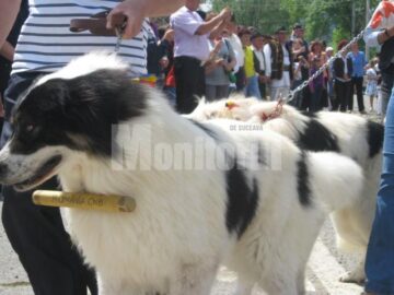 Expoziție de câini ciobănești la Hora Bucovinei