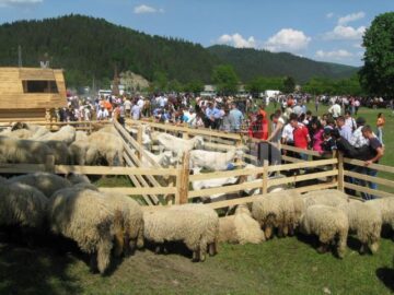 Stanele de oi au atras o mulțime de vizitatori