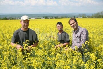 Cei doi nemți, în prim-plan, în lanul de rapiță