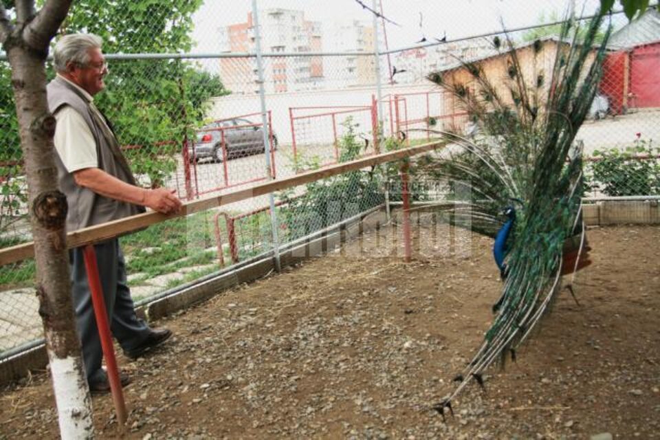 Aurel Vieru crește păuni de patru ani