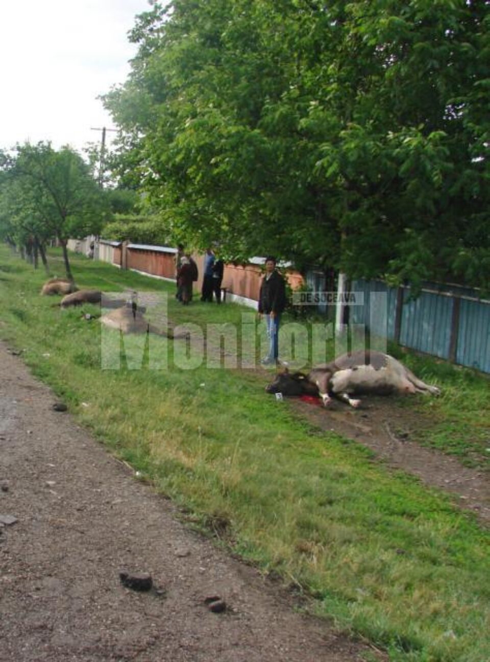 În urma coliziunii a rezultat moartea a cinci bovine, precum și rănirea gravă a unui pasager din microbuz