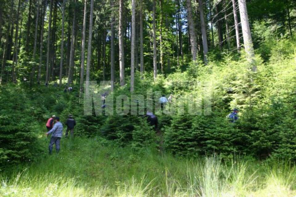 Sute de copaci tăiați ilegal, bilanțul controalelor din ultimele zile în pădurile județului