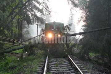 Trenul de Dornișoara, blocat în inima pădurii de copacii căzuți peste linie Trenul de Dornișoara, blocat în inima pădurii de copacii căzuți peste linie