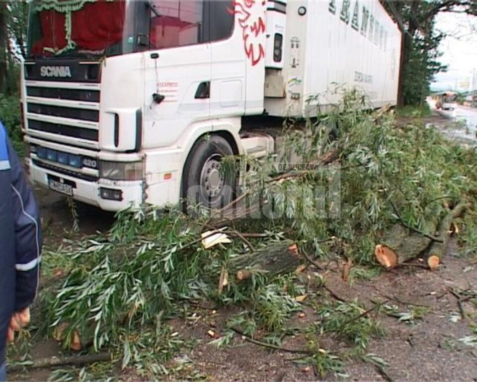 Un copac s-a rupt și a căzut peste un camion staționat într-o parcare și peste un microbuz