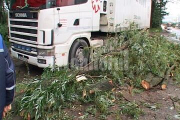 Un copac s-a rupt și a căzut peste un camion staționat într-o parcare și peste un microbuz