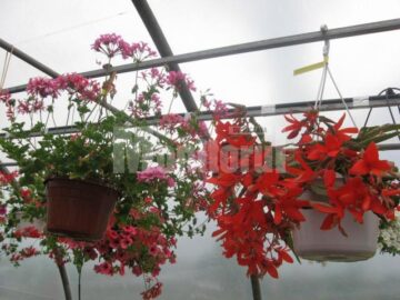 Iubitorii de frumos sunt așteptați la Nico Profi, unde vor descoperi zeci de sortimente de flori pentru exterior