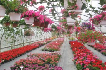 Iubitorii de frumos sunt așteptați la Nico Profi, unde vor descoperi zeci de sortimente de flori pentru exterior