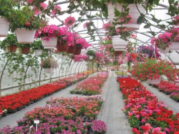 Iubitorii de frumos sunt așteptați la Nico Profi, unde vor descoperi zeci de sortimente de flori pentru exterior