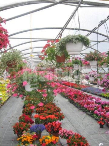 Iubitorii de frumos sunt așteptați la Nico Profi, unde vor descoperi zeci de sortimente de flori pentru exterior