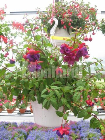 Iubitorii de frumos sunt așteptați la Nico Profi, unde vor descoperi zeci de sortimente de flori pentru exterior