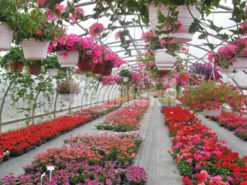 Iubitorii de frumos sunt așteptați la Nico Profi, unde vor descoperi zeci de sortimente de flori pentru exterior