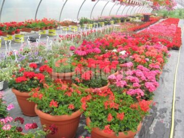 Iubitorii de frumos sunt așteptați la Nico Profi, unde vor descoperi zeci de sortimente de flori pentru exterior