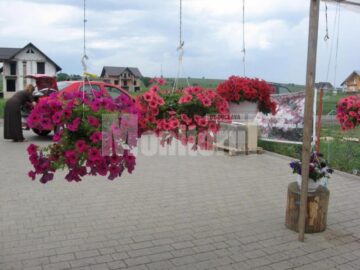 Iubitorii de frumos sunt așteptați la Nico Profi, unde vor descoperi zeci de sortimente de flori pentru exterior