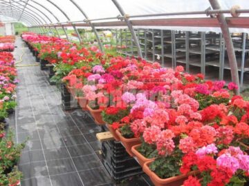 Iubitorii de frumos sunt așteptați la Nico Profi, unde vor descoperi zeci de sortimente de flori pentru exterior