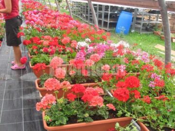 Iubitorii de frumos sunt așteptați la Nico Profi, unde vor descoperi zeci de sortimente de flori pentru exterior