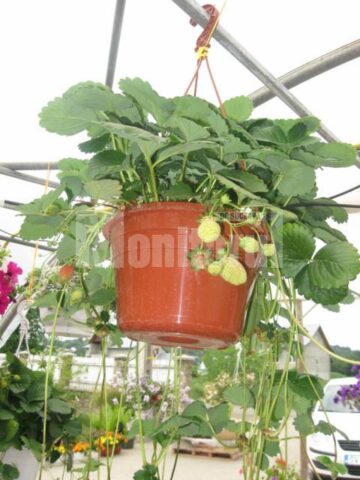 Iubitorii de frumos sunt așteptați la Nico Profi, unde vor descoperi zeci de sortimente de flori pentru exterior