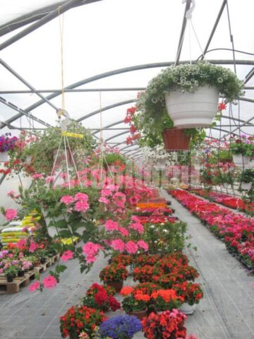 Iubitorii de frumos sunt așteptați la Nico Profi, unde vor descoperi zeci de sortimente de flori pentru exterior