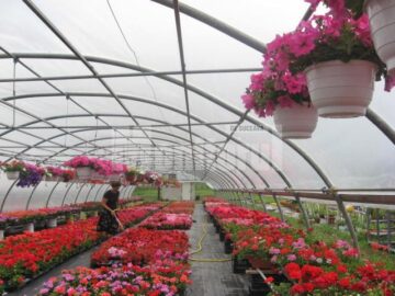 Iubitorii de frumos sunt așteptați la Nico Profi, unde vor descoperi zeci de sortimente de flori pentru exterior