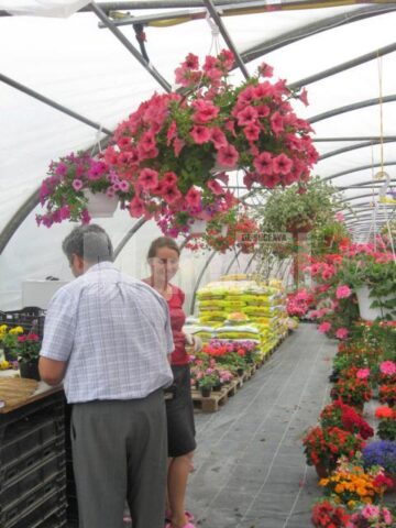 Iubitorii de frumos sunt așteptați la Nico Profi, unde vor descoperi zeci de sortimente de flori pentru exterior