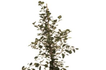 Nivelul de praf de la birou poate fi redus prin prezența plantelor cu multe frunze Foto: Practical Pictures