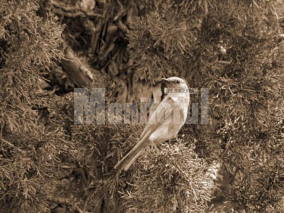Dimineți la Falcău