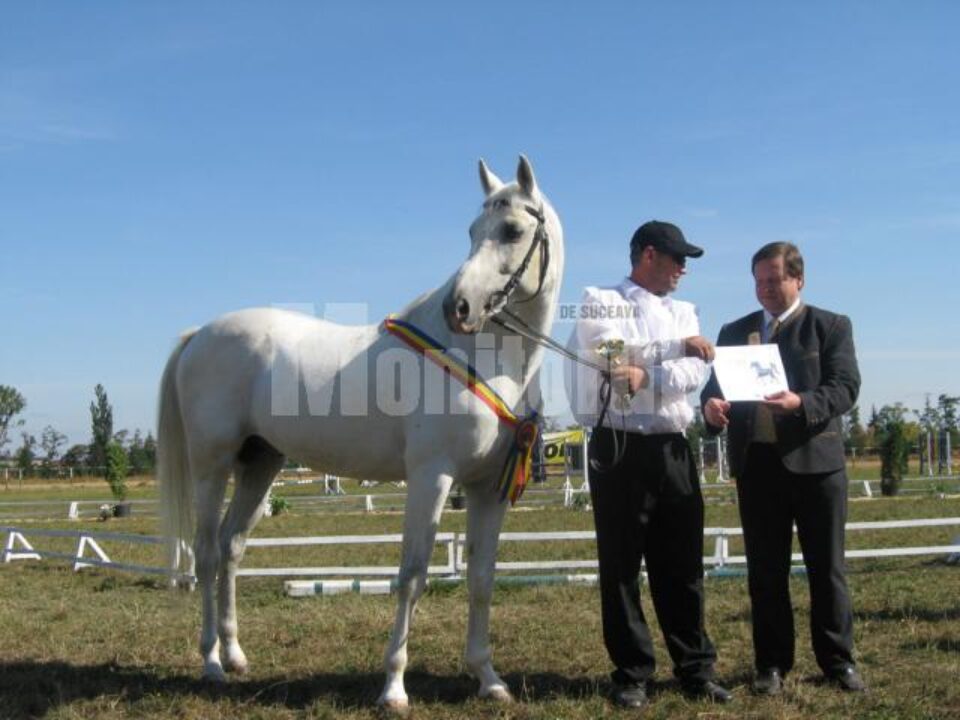 Shagya LXII - cel mai frumoas armăsar, campionul rasei Shagya arab