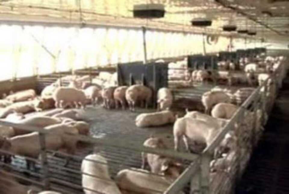 Sucevenii aflați în căutarea unui loc de muncă își pot încerca norocul de a se angaja la câteva ferme de porci din Danemarca. Foto: a1.ro