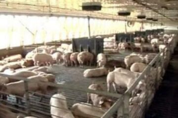Sucevenii aflați în căutarea unui loc de muncă își pot încerca norocul de a se angaja la câteva ferme de porci din Danemarca. Foto: a1.ro