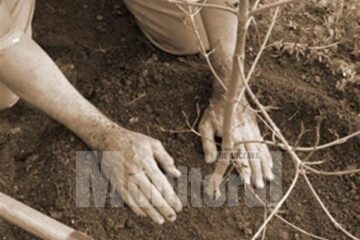 Plantare arbori