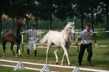 Shagya 62, cel mai frumos armasar pursange arab