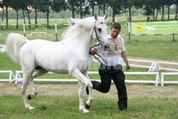 Cel mai frumos armăsar Shagya arab aparține Hergheliei Rădăuți