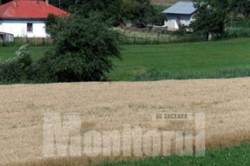 Locul în care grâul nu crește pe anumite porțiuni de teren
