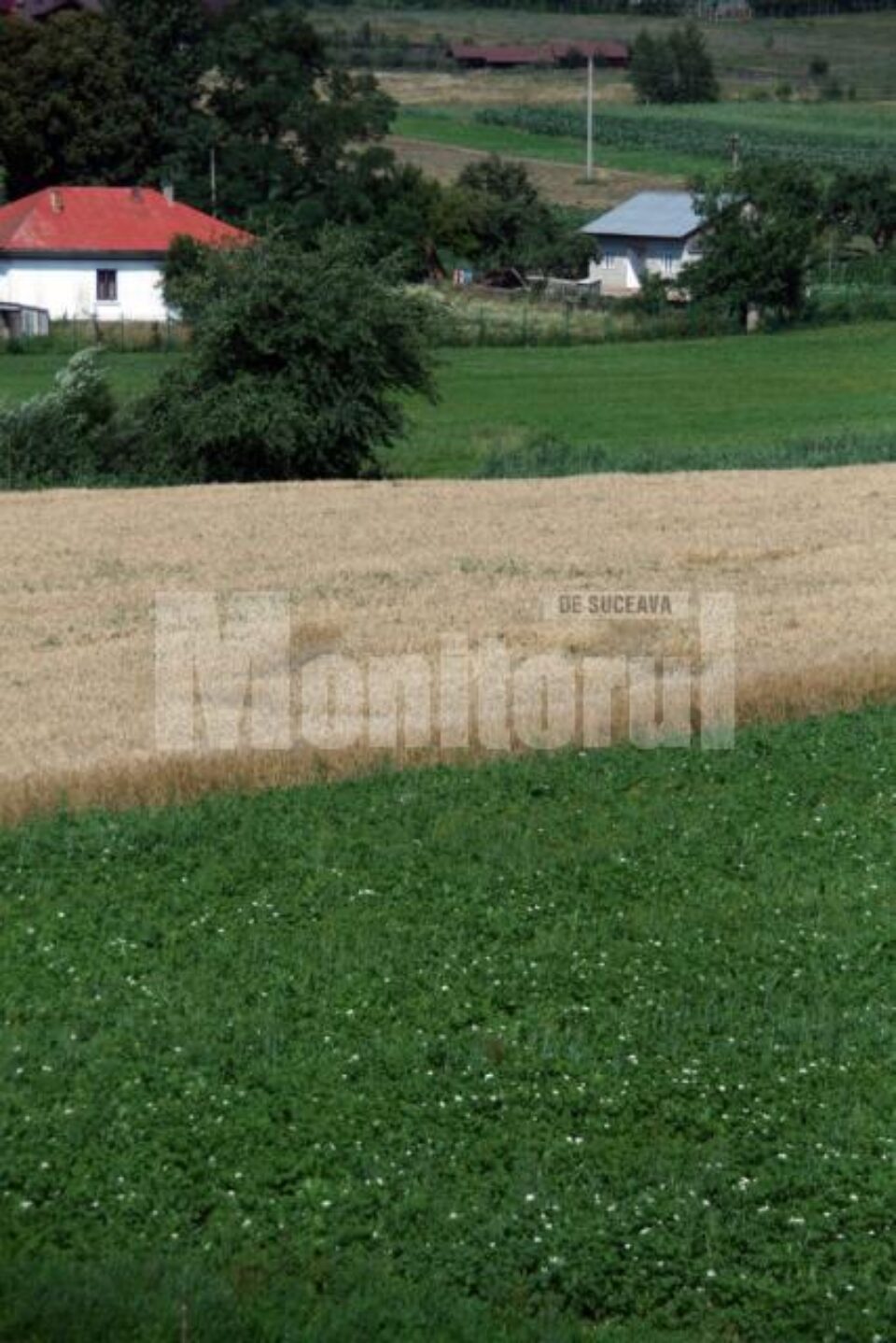 Locul în care grâul nu crește pe anumite porțiuni de teren