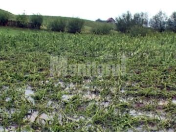 Culturi agricole de pe mii de hectare au fost compromise