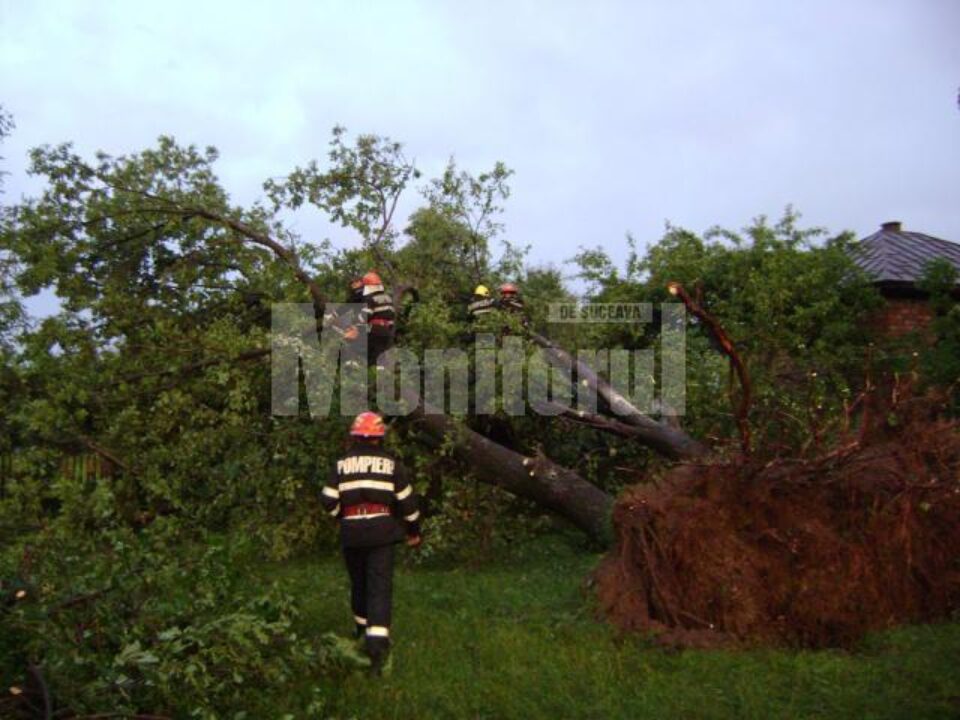 Peste 450 de copaci au fost smulși din pământ de vijelii