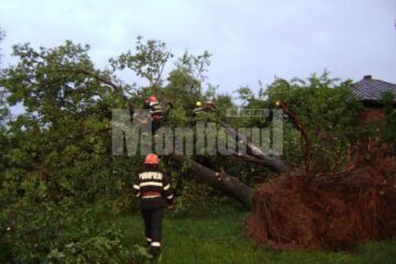 Peste 450 de copaci au fost smulși din pământ de vijelii