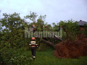 Peste 450 de copaci au fost smulși din pământ de vijelii
