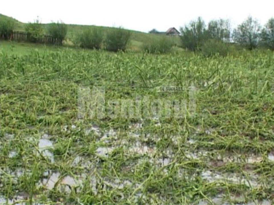 Culturi agricole de pe mii de hectare au fost compromise