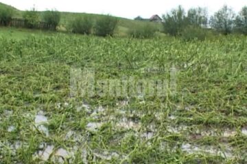 Culturi agricole de pe mii de hectare au fost compromise