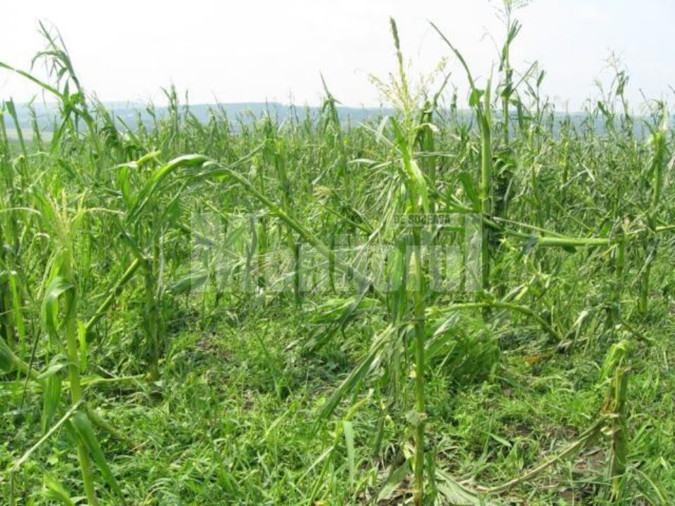 Culturi agricole de pe mii de hectare au fost compromise